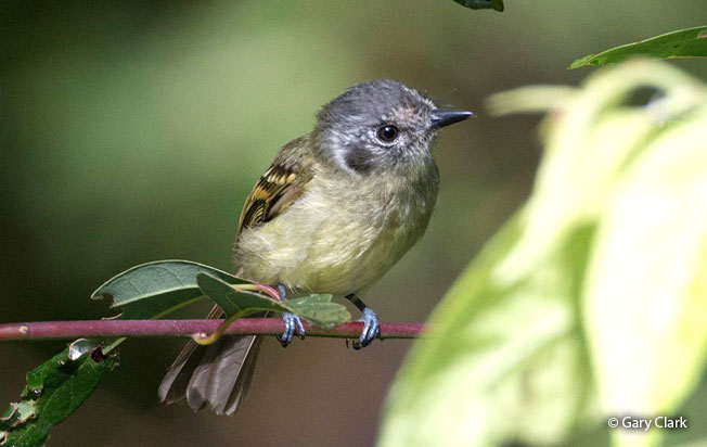 slaty-capped_flycatcher