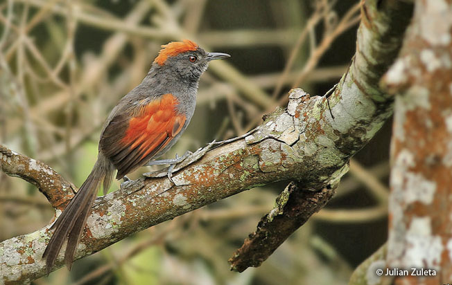 slaty_spinetail