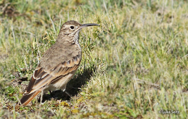 slender-billed_miner