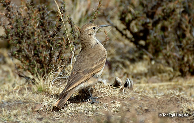 slender-billed_miner