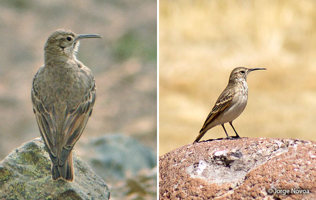 slender-billed_miner