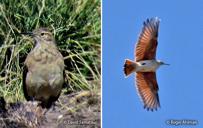 slender-billed_miner