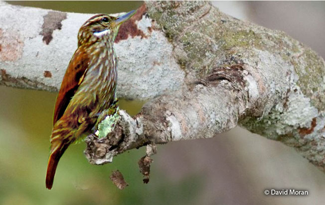 slender-billed_xenops