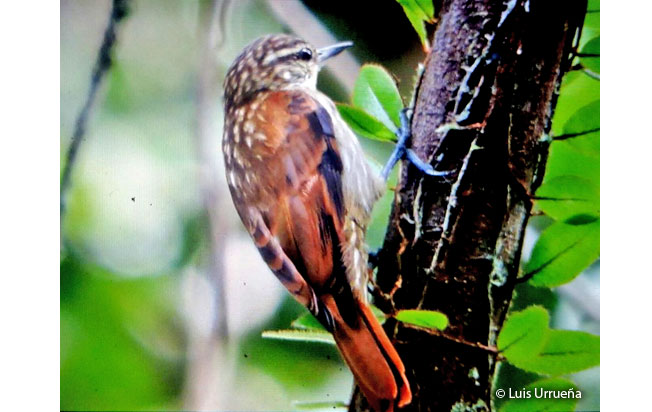 slender-billed_xenops
