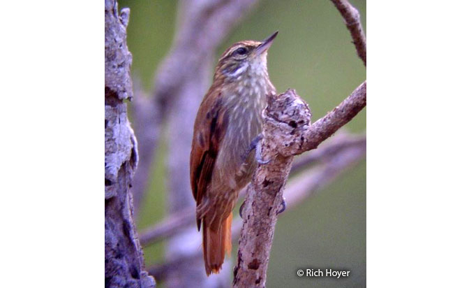 slender-billed_xenops