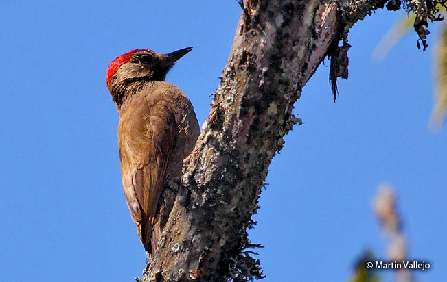 smoky-brown_woodpecker