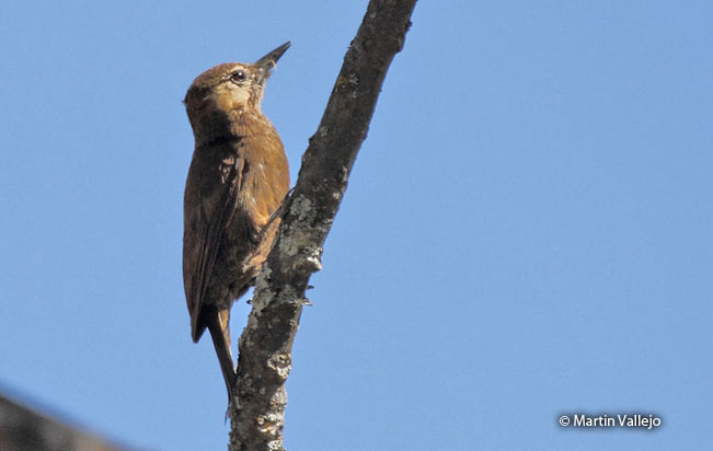 smoky-brown_woodpecker