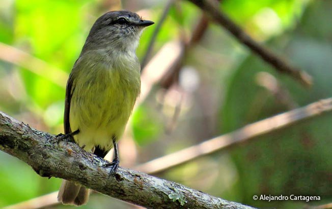 sooty-headed_tyrannulet