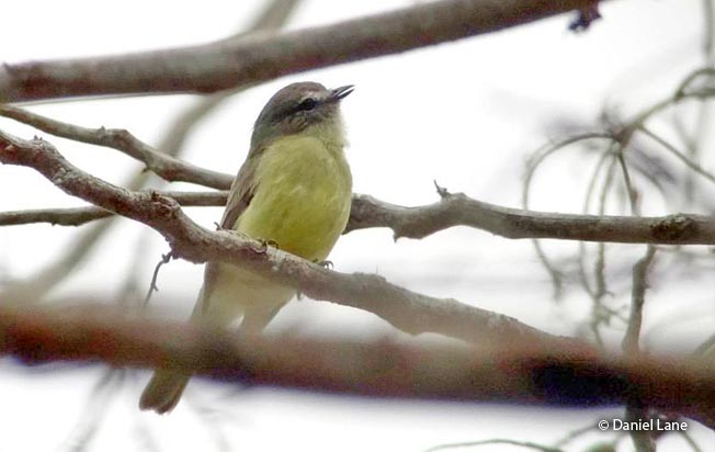 sooty-headed_tyrannulet