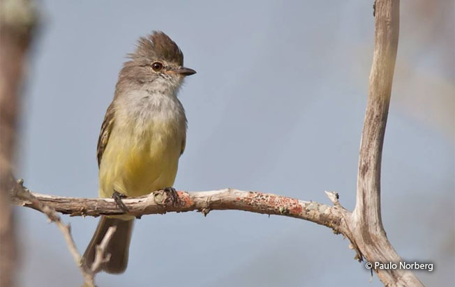 southern_scrub_flycatcher