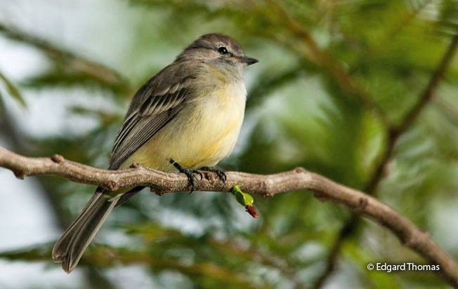 southern_scrub_flycatcher