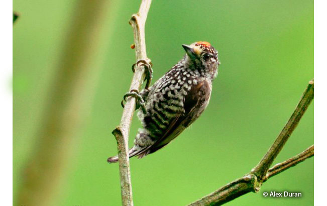 speckle-chested-piculet