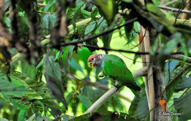 speckle-faced-parrot