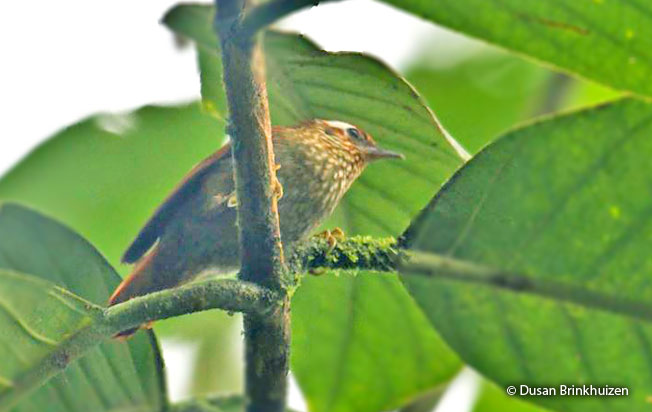 spectacled_prickletail