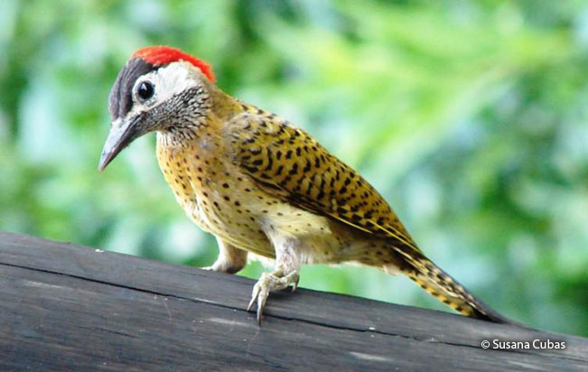 spot-breasted_woodpecker