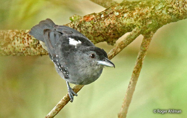 spot-winged_antshrike