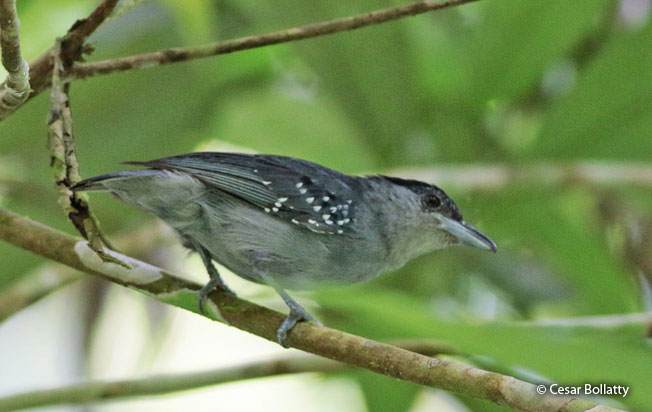 spot-winged_antshrike