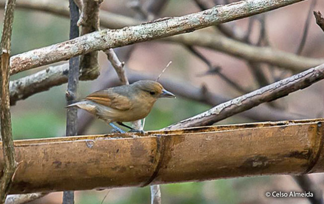 spot-winged_antshrike