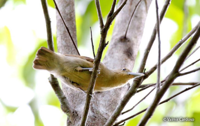 spot-winged_antshrike