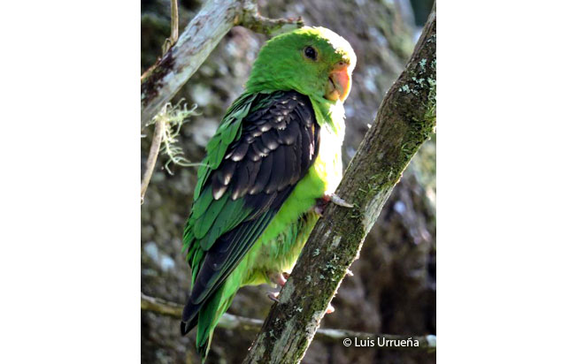 spot-winged_parrotlet