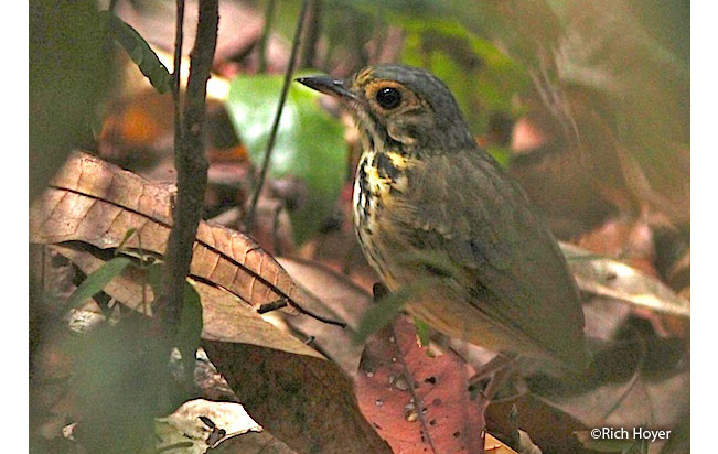 spotted_antpitta