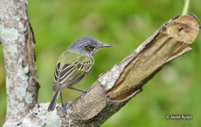 spotted_trody-flycatcher