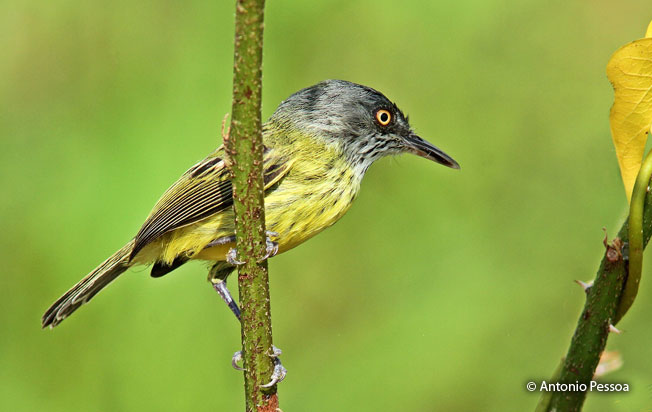 spotted_trody-flycatcher
