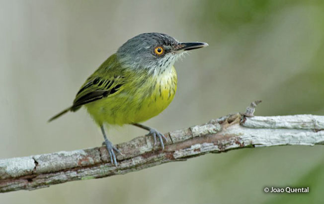 spotted_trody-flycatcher