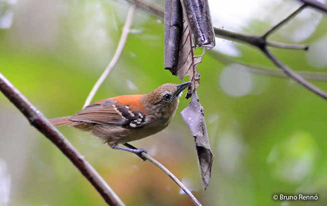 stipple-throated_antwren