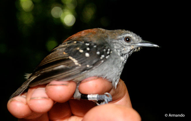 stipple-throated_antwren