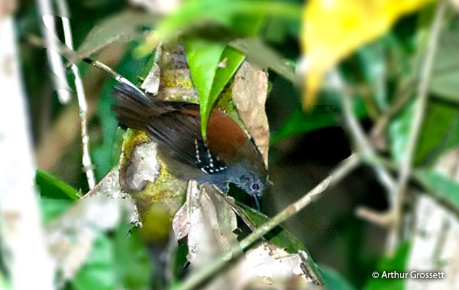 stipple-throated_antwren