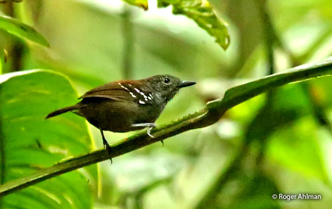 stipple-throated_antwren