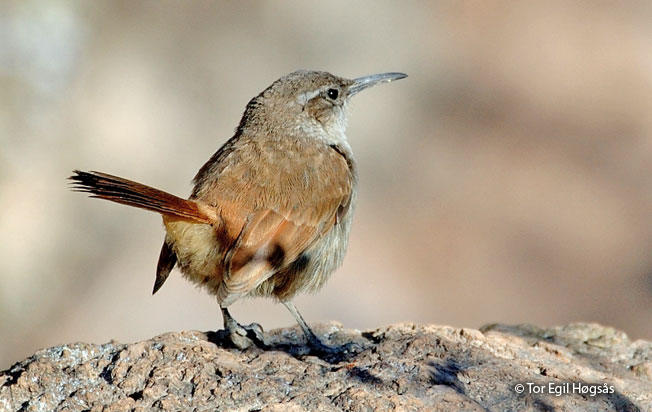 straight-billed_earthcreeper