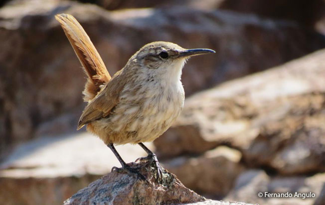 straight-billed_earthcreeper