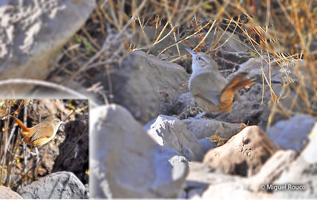 streak-fronted_thornbird