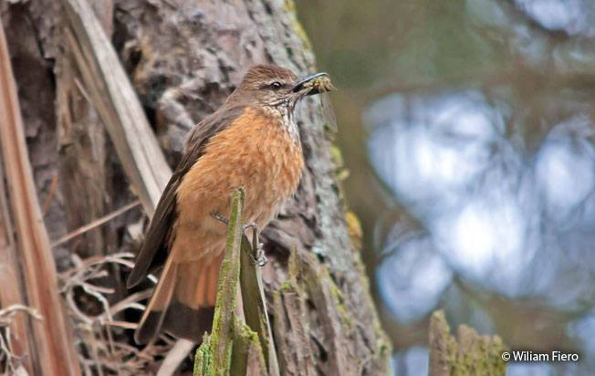 streak-throated_bush-tyrant