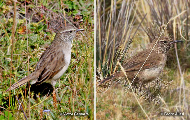 streak-throated_canastero