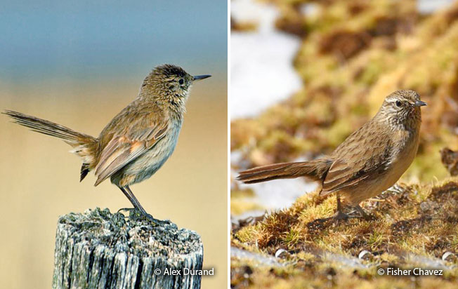 streak-throated_canastero