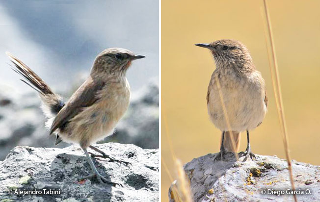 streak-throated_canastero