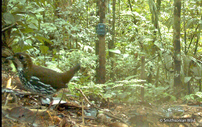 striated-antthrush