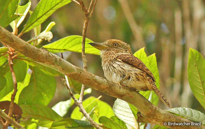 striolated-puffbird