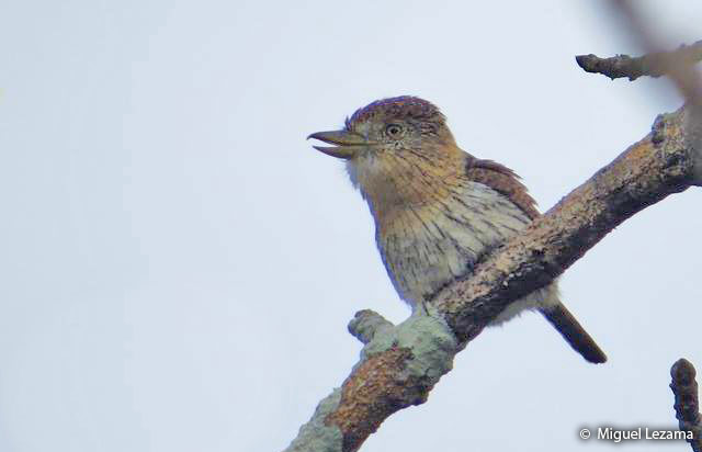 striolated-puffbird