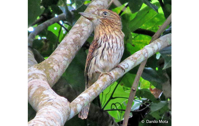 striolated-puffbird