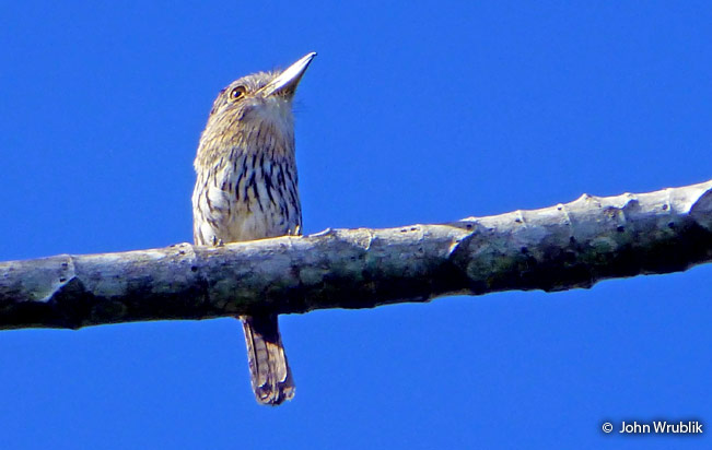 striolated-puffbird