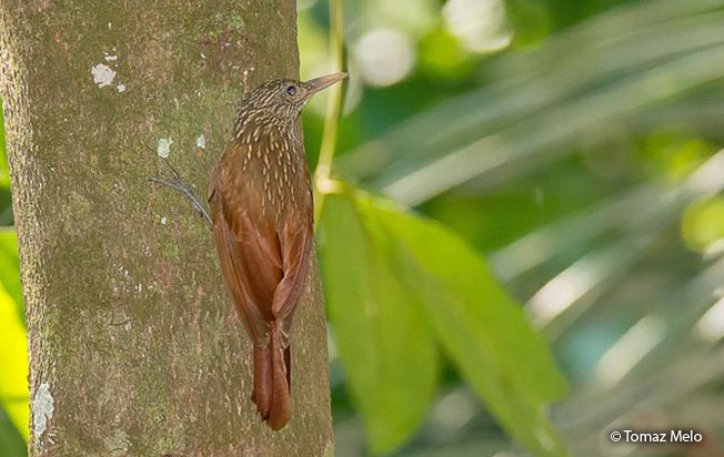 striped_woodcreeper