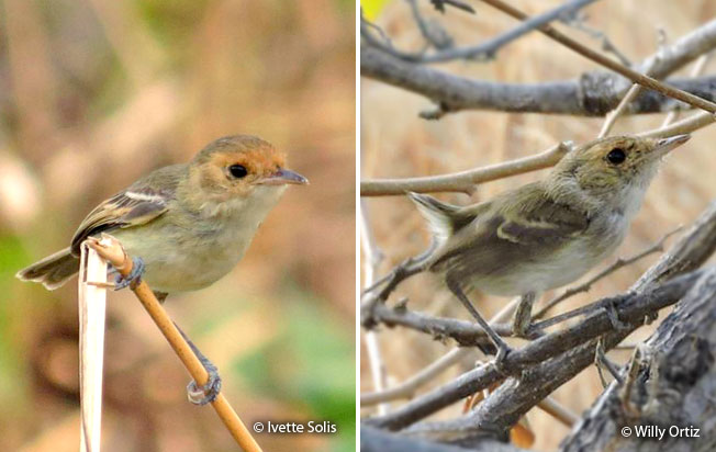 tawny-crowned_pygmy-tyrant