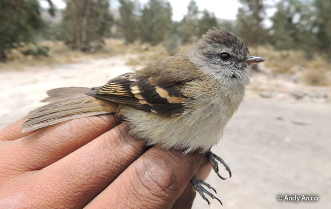 tawny-rumped_tyrannulet