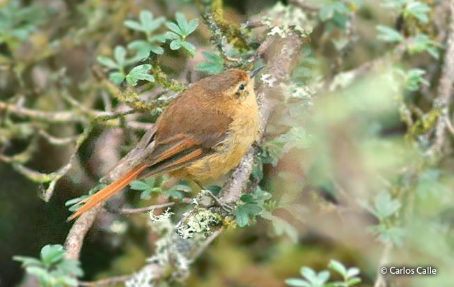 tawny-tit-spinetail