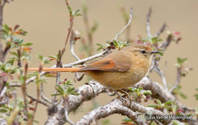 tawny-tit-spinetail