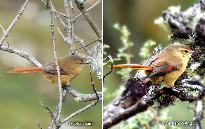 tawny-tit-spinetail